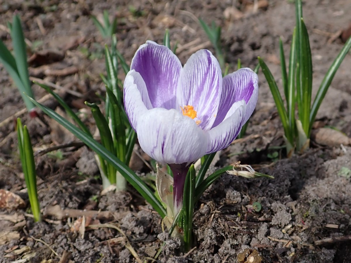 Крокус крупноцветковый Кинг Оф Страйпд - фото 4