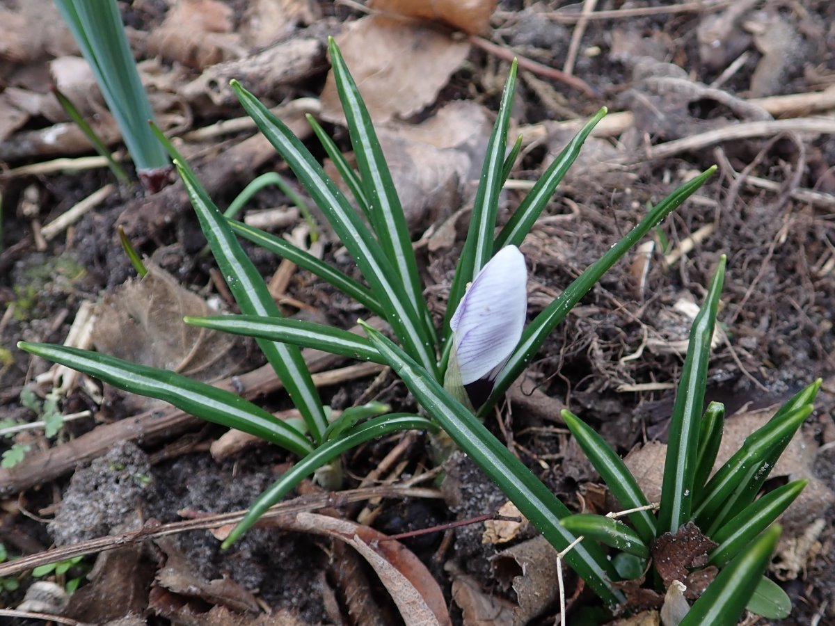 Крокус крупноцветковый Кинг Оф Страйпд - фото 6
