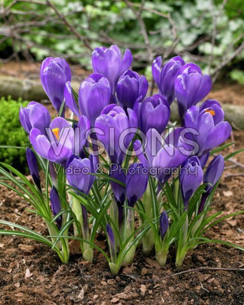 Крокус крупноцветковый Ремембранс