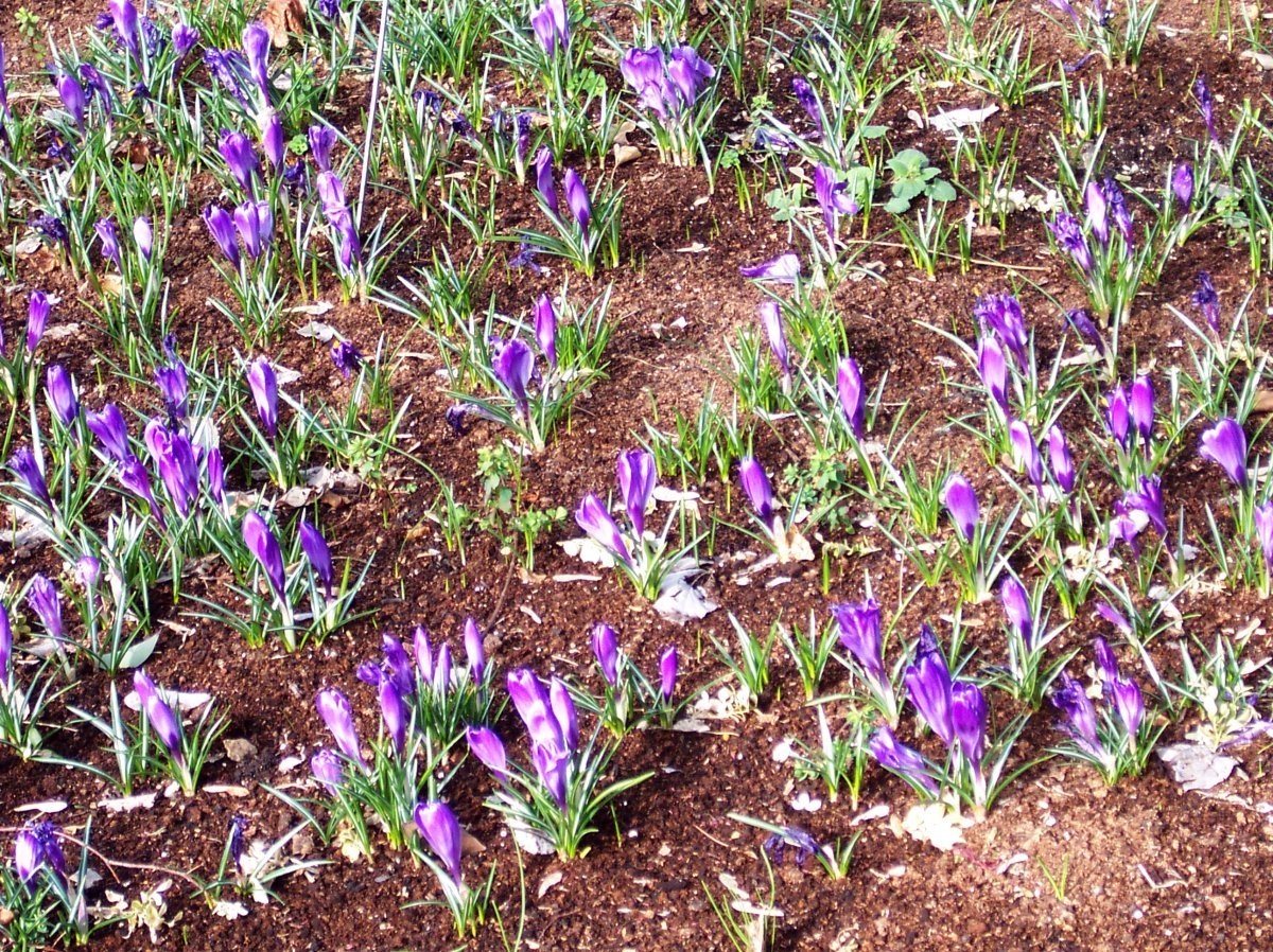 Крокус крупноцветковый Ремембранс - фото 4