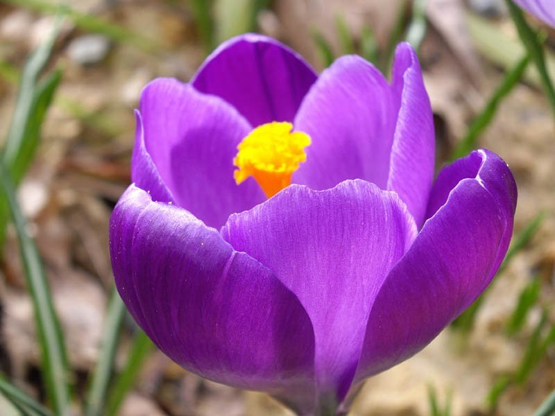 Крокус крупноцветковый Ремембранс - фото 5