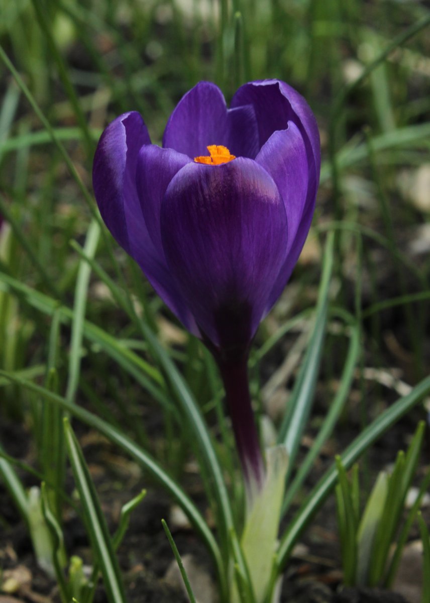 Крокус крупноцветковый Флауэр Рекорд - фото 2