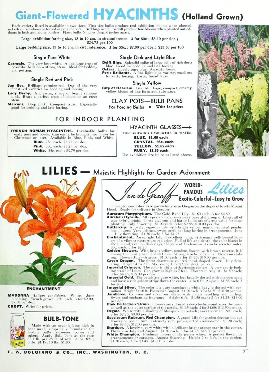 Лилия азиатская Корсаж - фото 2