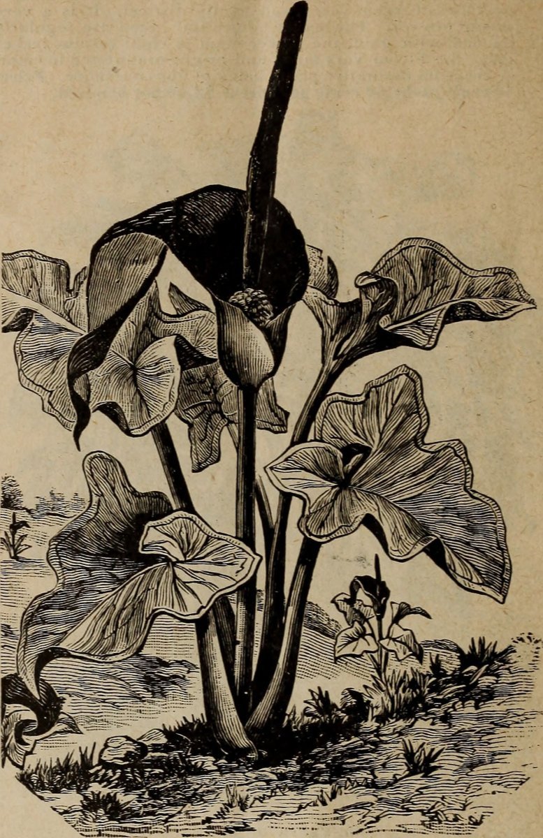 Лилия азиатская Корсаж - фото 3