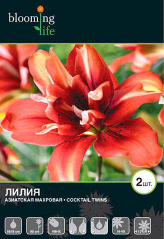 Лилия азиатская махровая Коктейль Твинз