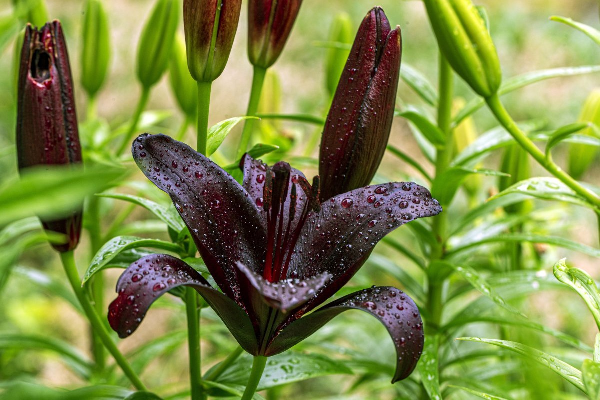 Лилия азиатская Найтрайдер - фото 4