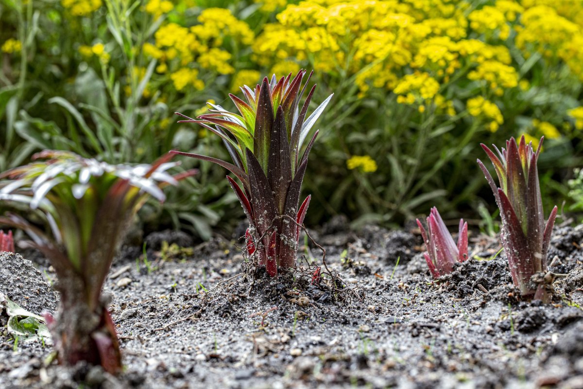 Лилия азиатская Найтрайдер