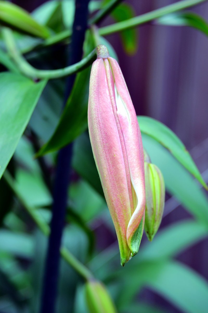 Лилия азиатская Пинк Гиант - фото 4