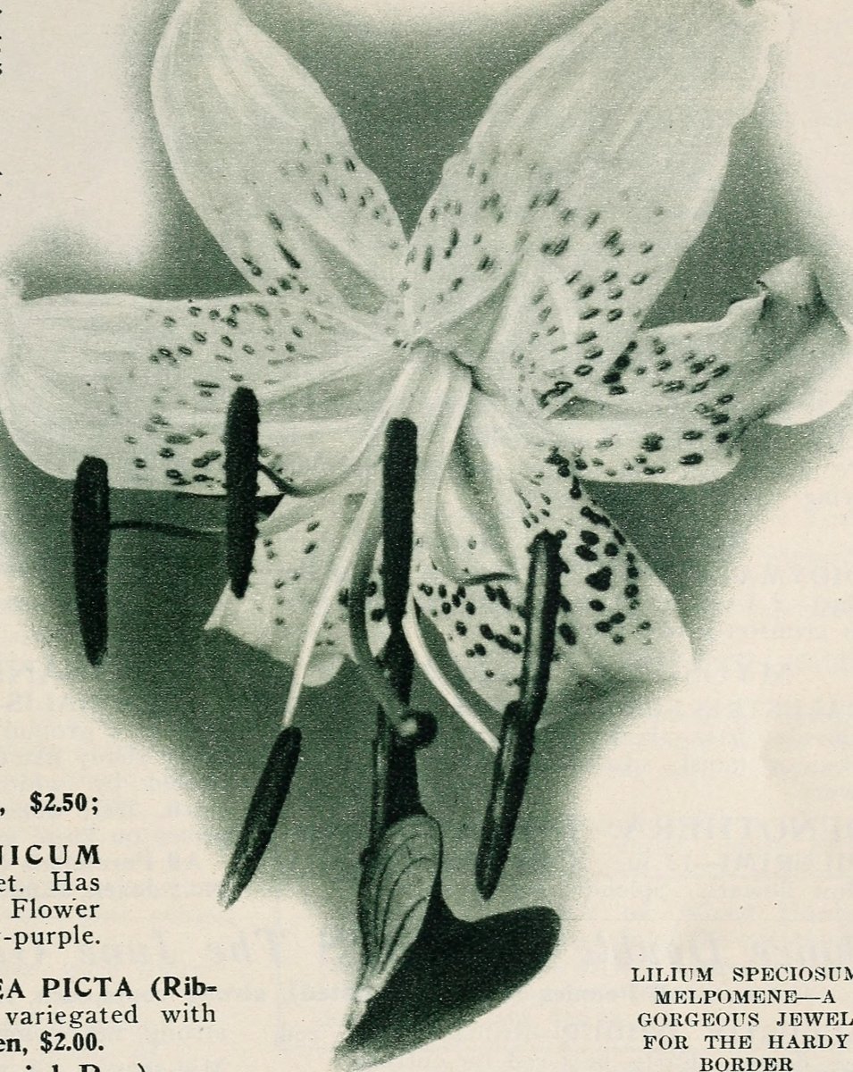 Лилия азиатская Пинк Гиант