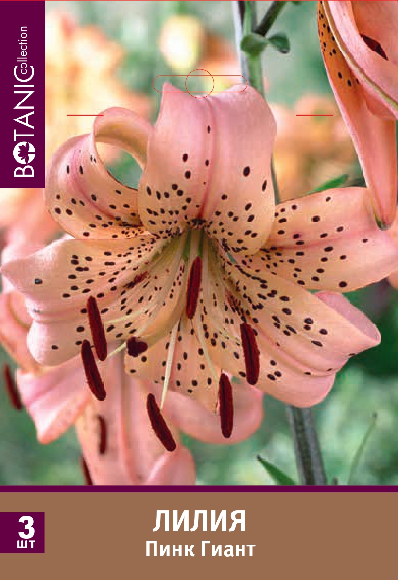 Лилия азиатская Пинк Гиант