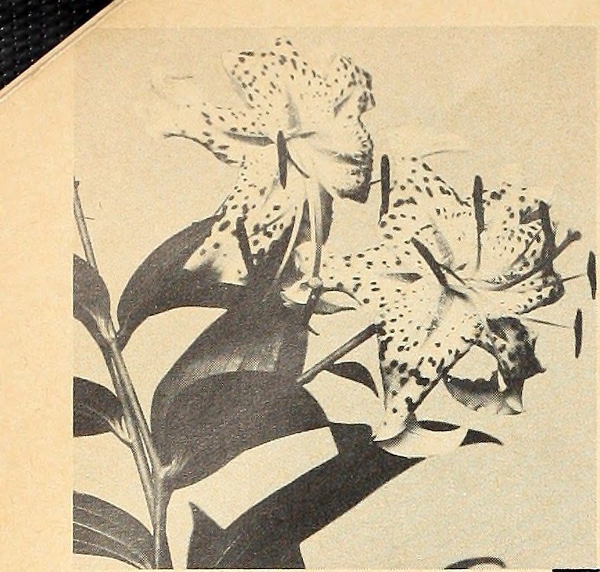 Лилия азиатская Пинк Гиант - фото 3