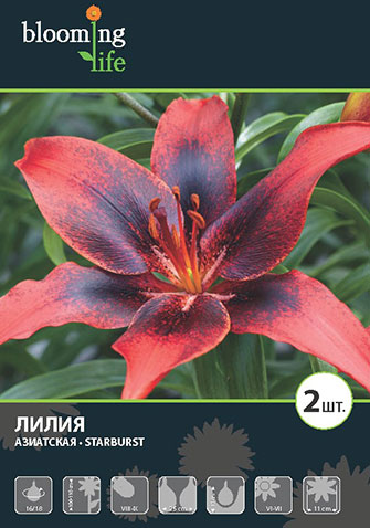 Лилия азиатская Старберст