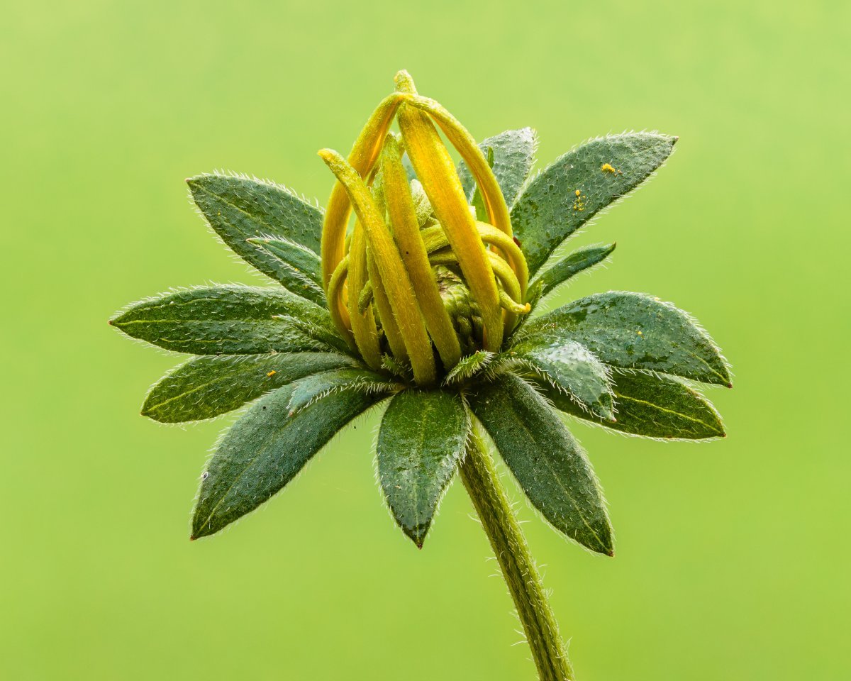 Рудбекия блестящая - фото 5