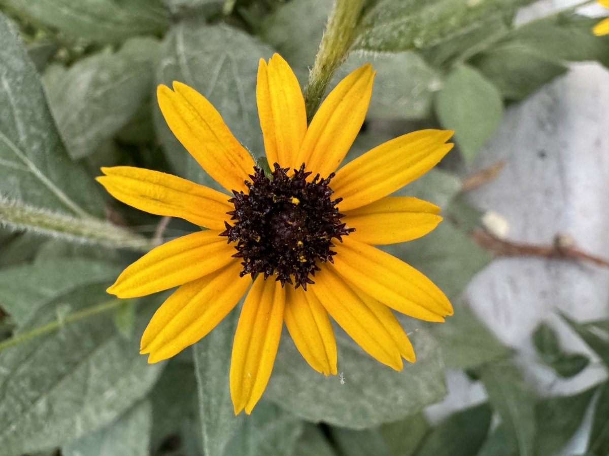 Рудбекия блестящая - фото 7