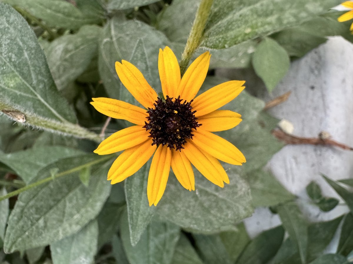 Рудбекия блестящая - фото 8