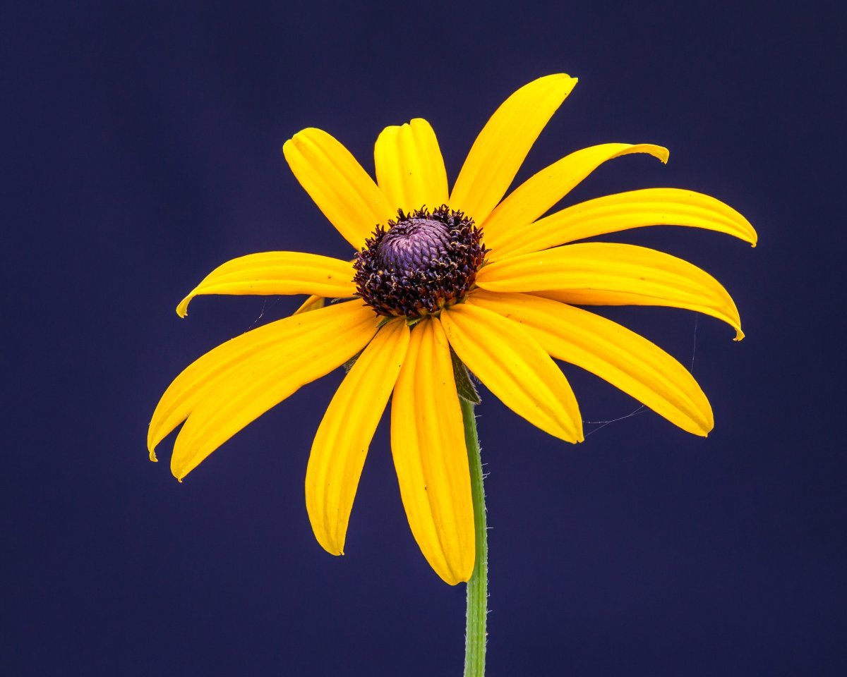 Рудбекия блестящая - фото 3