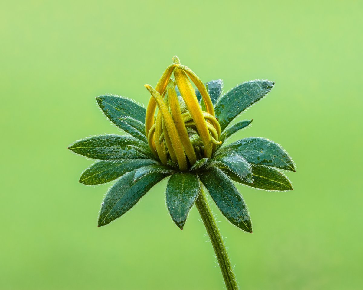 Рудбекия блестящая - фото 4