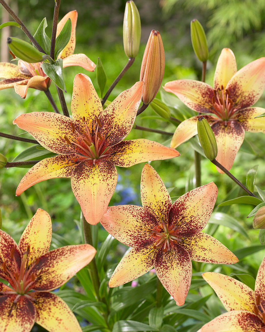 Лилия азиатская Трайбл Денс