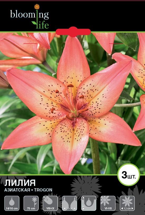 Лилия азиатская Трогон