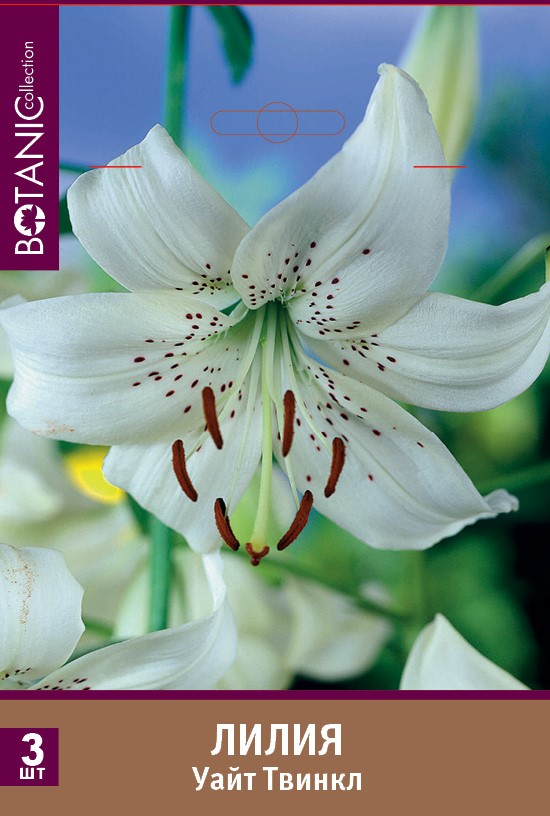 Лилия азиатская Уайт Твинкл