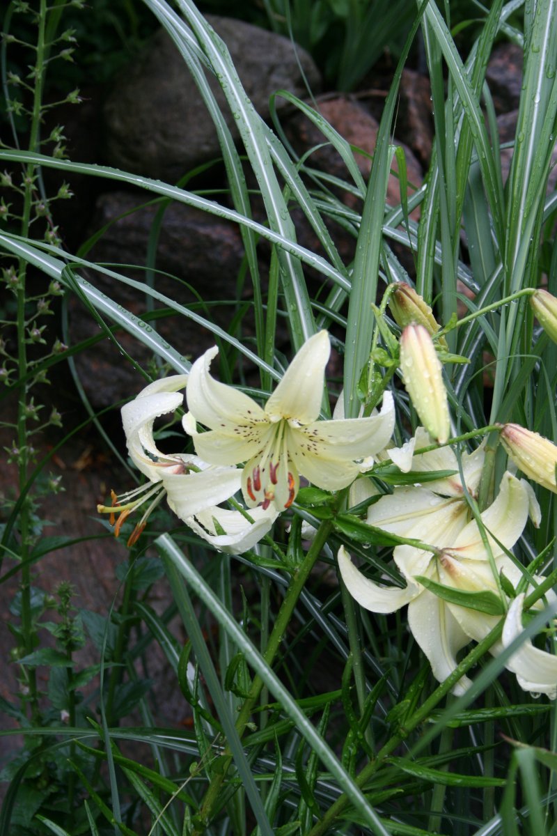 Лилия азиатская Уайт Твинкл