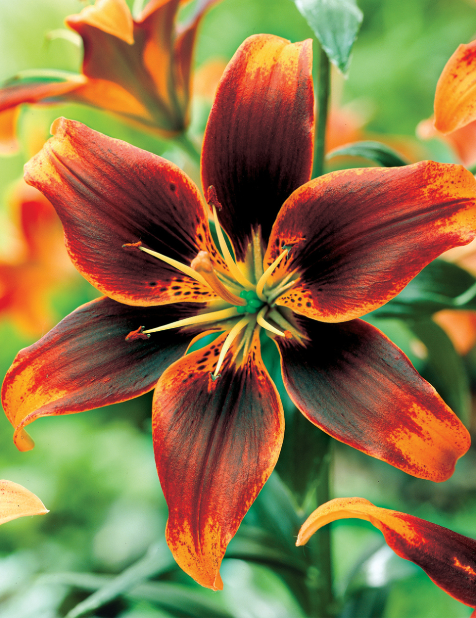 Лилия азиатская Форевер Сьюзен