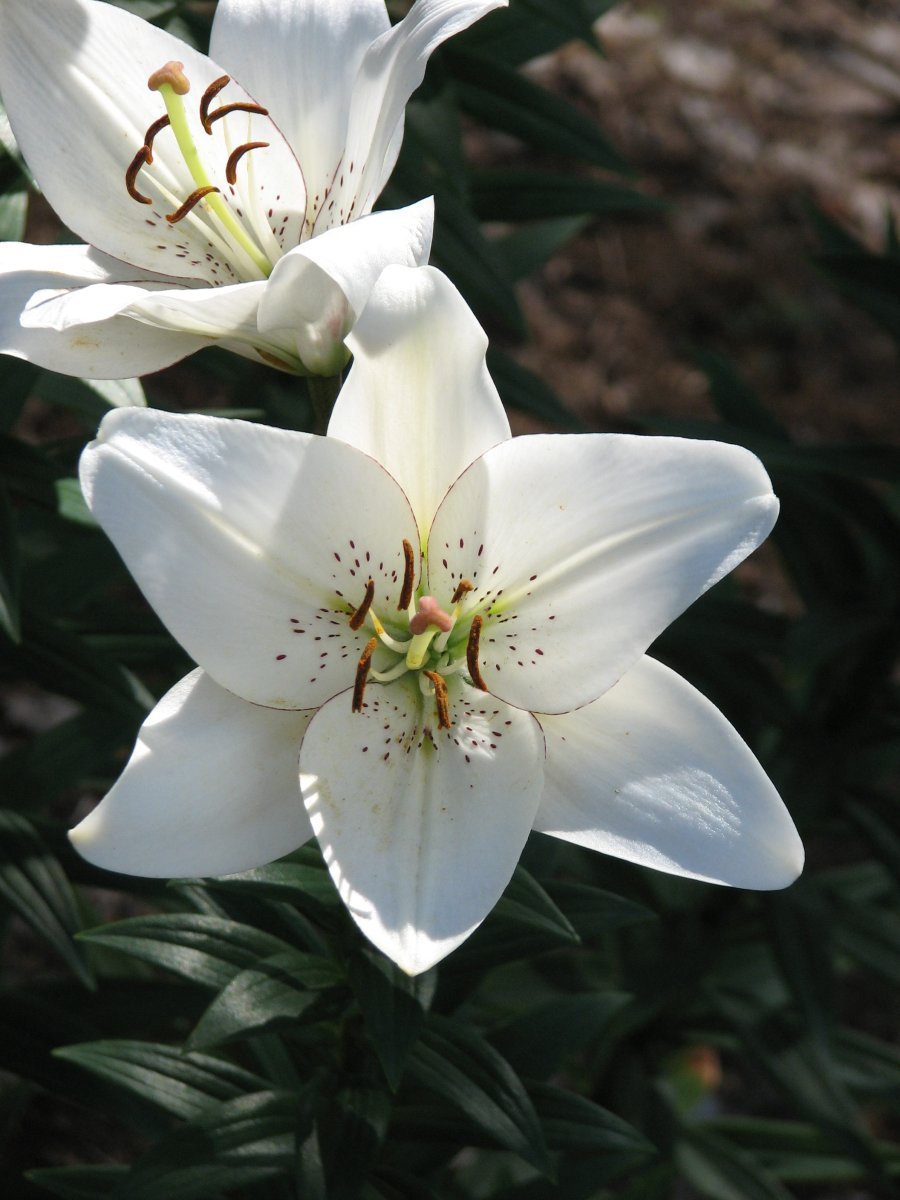 Лилия ла-гибрид Айлайнер - фото 5