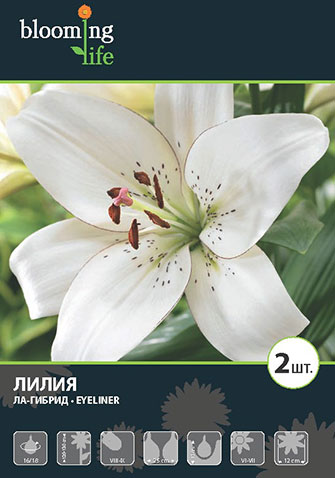 Лилия ла-гибрид Айлайнер