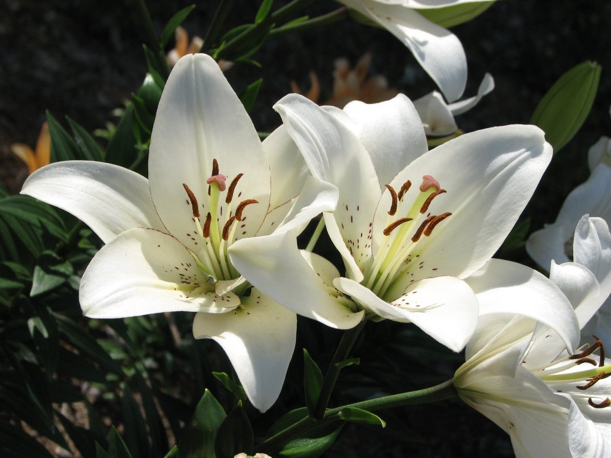 Лилия ла-гибрид Айлайнер - фото 6