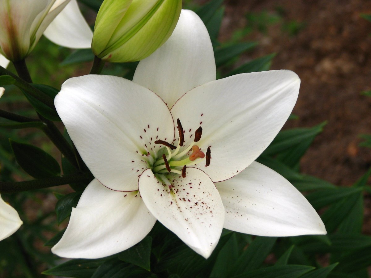 Лилия ла-гибрид Айлайнер - фото 3