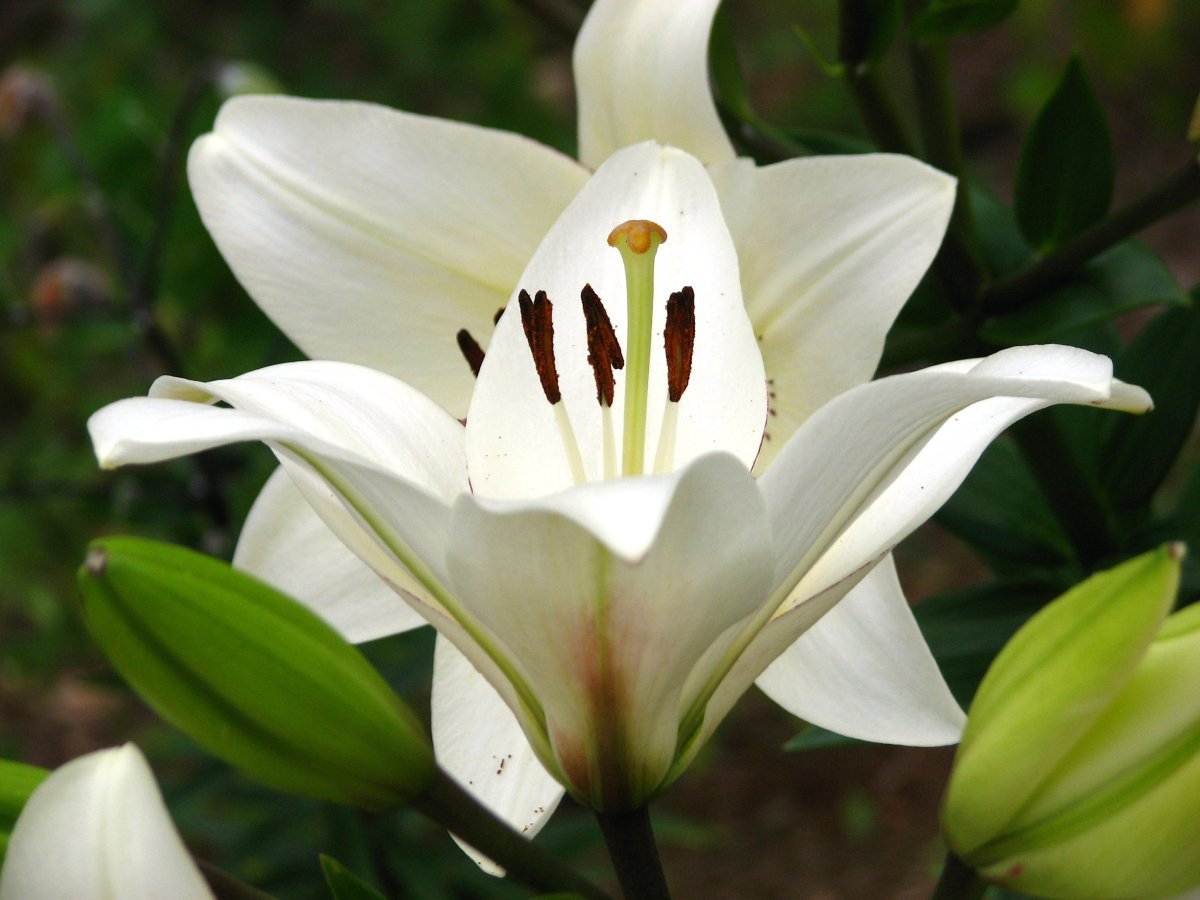 Лилия ла-гибрид Айлайнер - фото 4