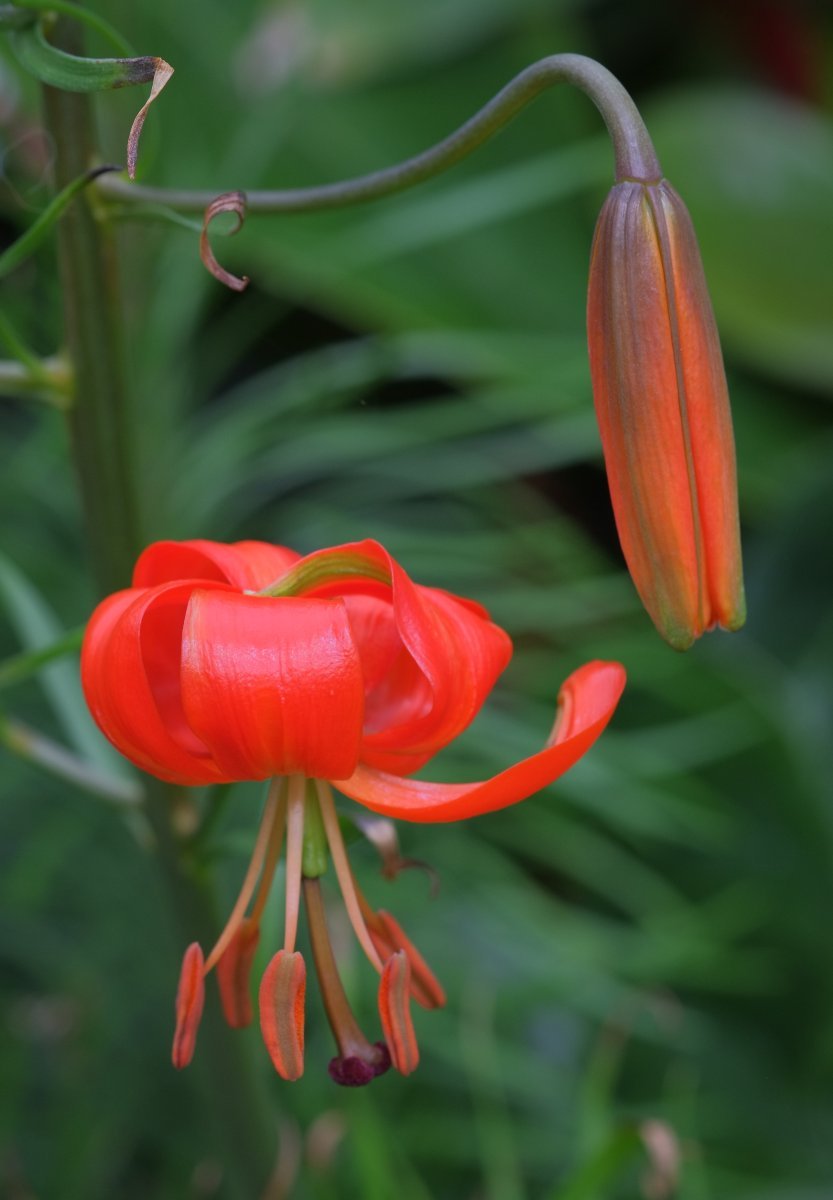 Лилия ла-гибрид Бах