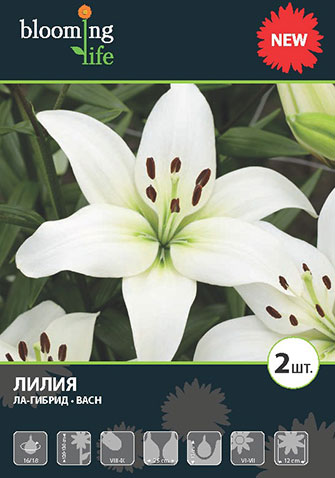 Лилия ла-гибрид Бах