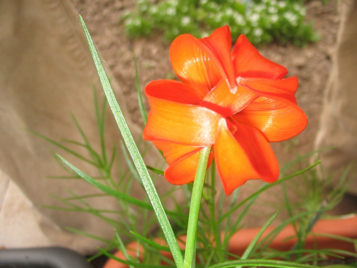 Лилия ла-гибрид Бах - фото 11