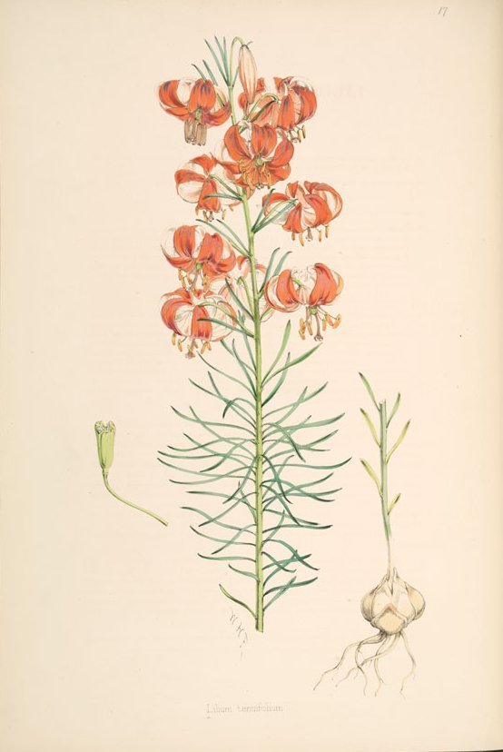 Лилия ла-гибрид Бах - фото 5