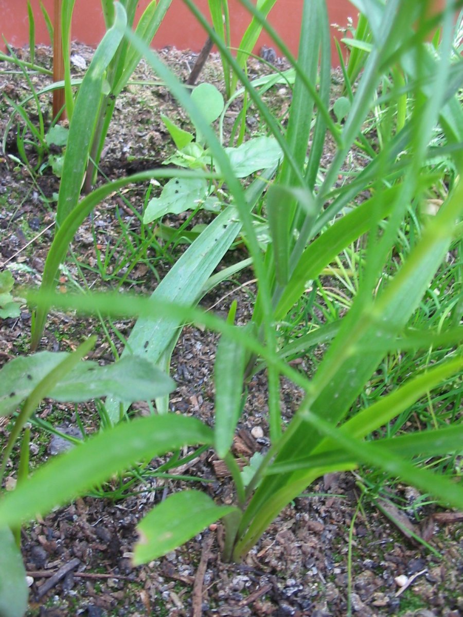 Лилия ла-гибрид Бах - фото 8