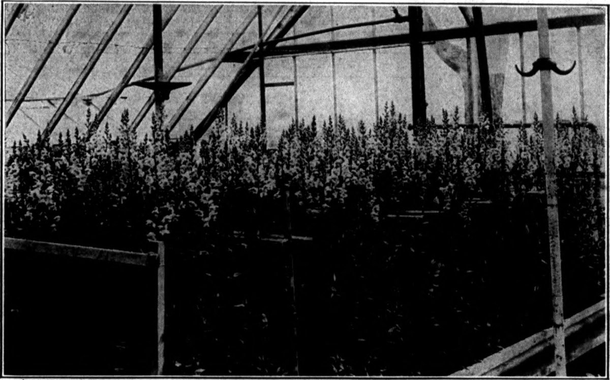 Лилия ла-гибрид Голден Стоун