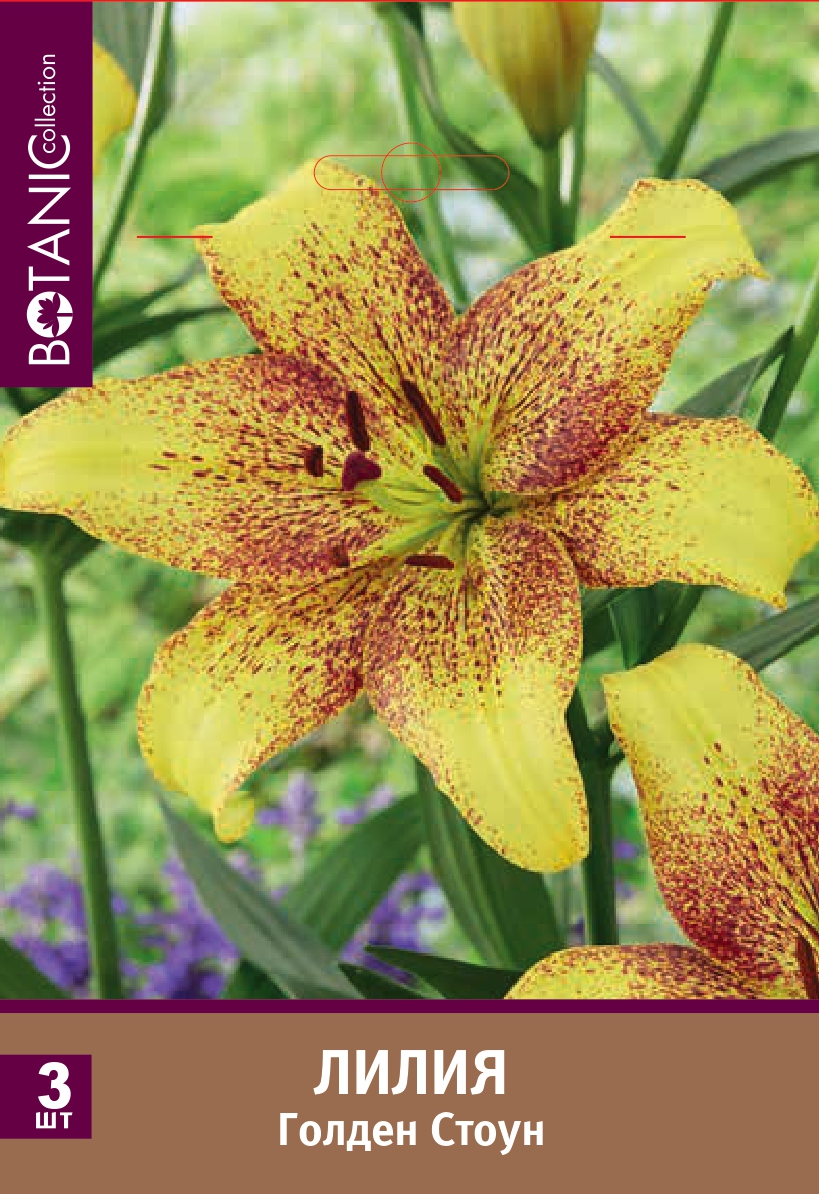 Лилия ла-гибрид Голден Стоун