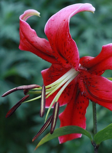 Лилия от-гибрид Мисс Фея - фото 2