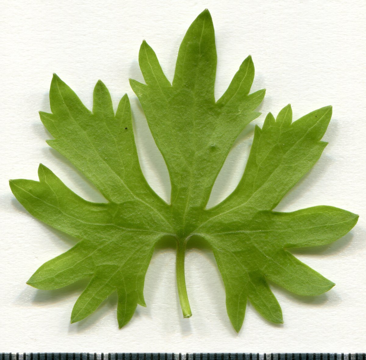 Лютик белый - фото 6