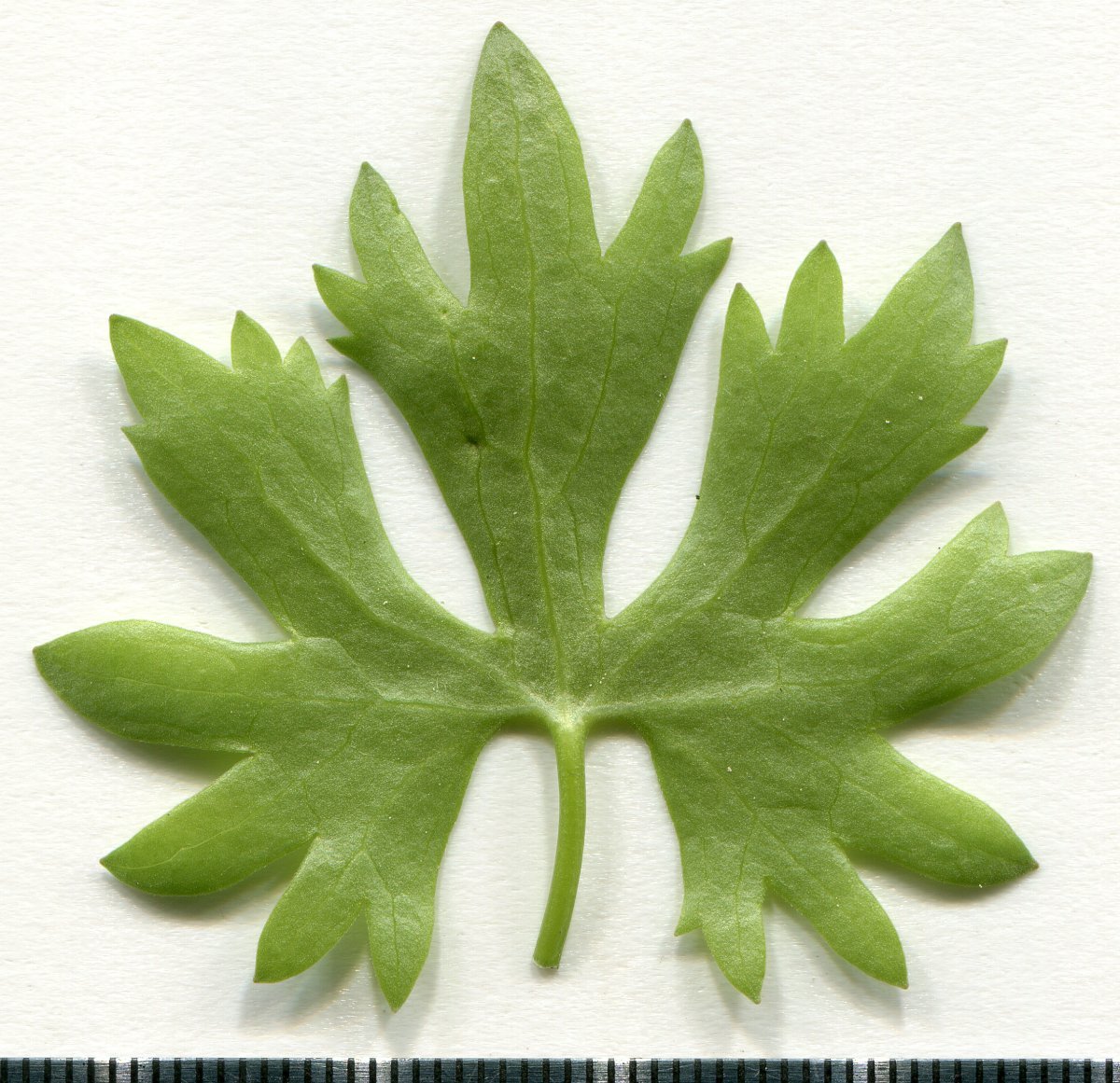 Лютик белый - фото 7