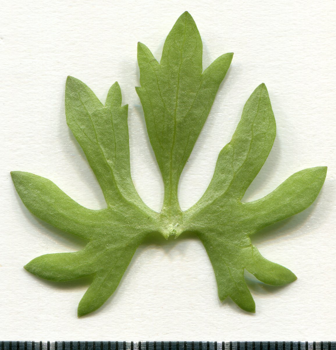 Лютик белый - фото 9