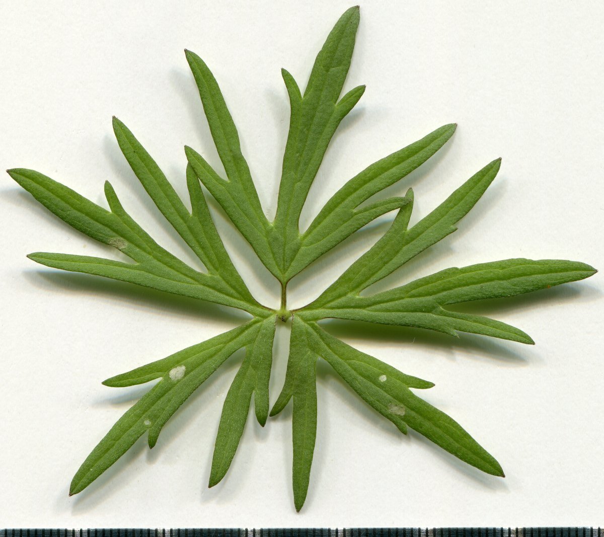 Лютик белый - фото 2