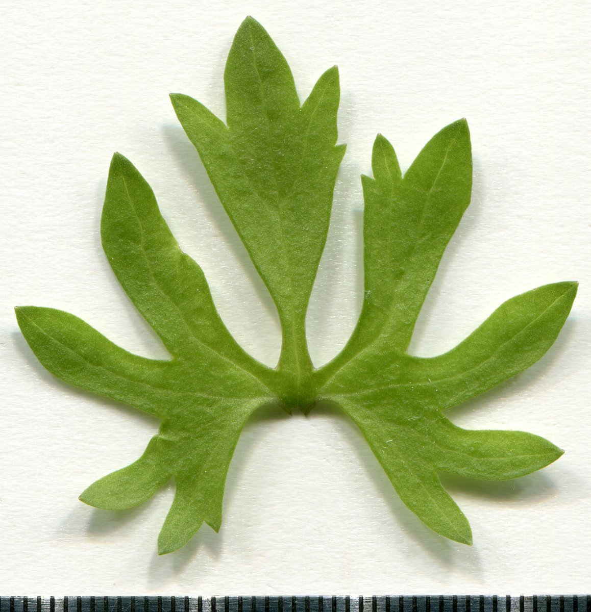 Лютик белый - фото 8