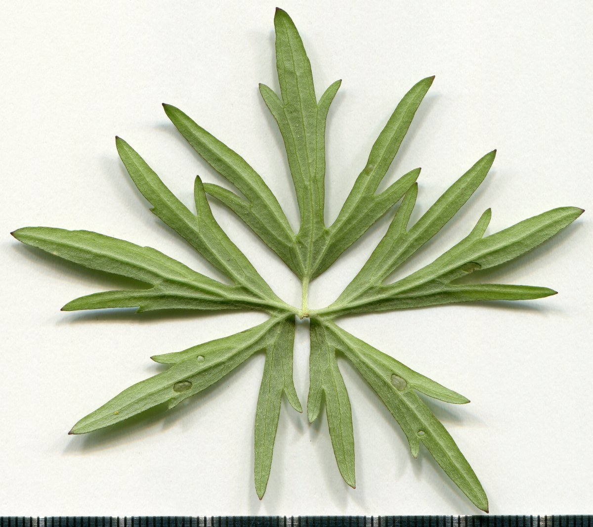 Лютик белый - фото 3