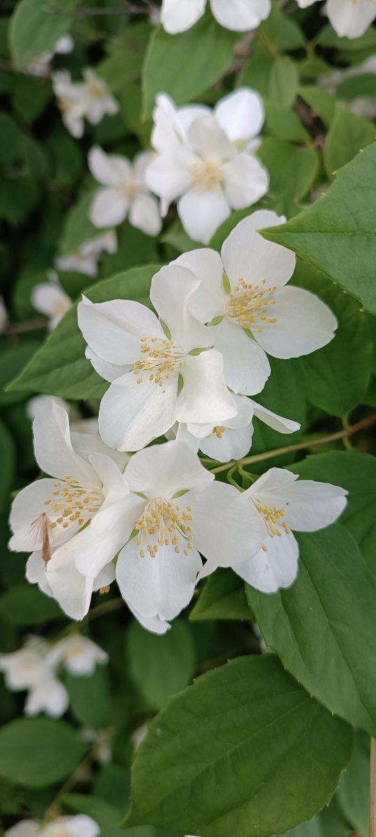 Чубушник венечный - фото 7