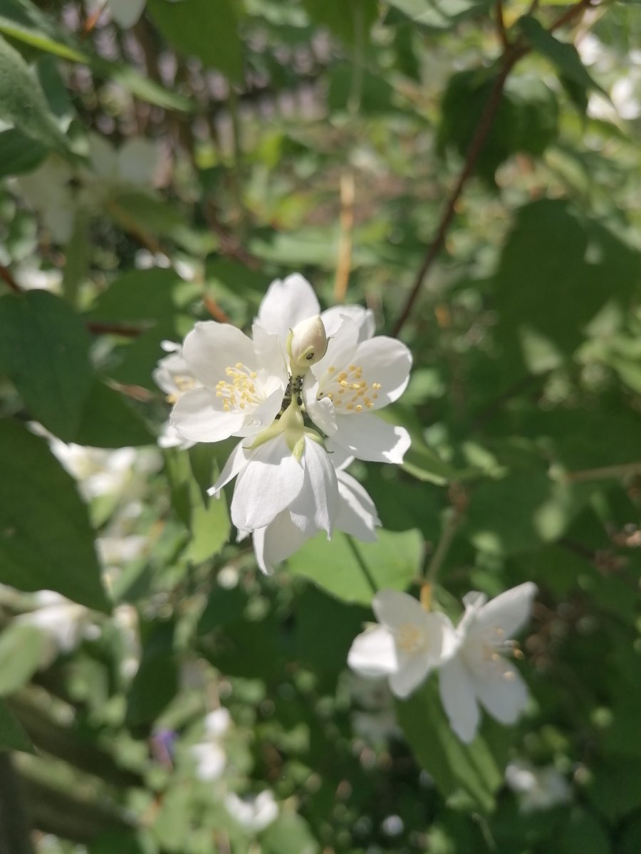 Чубушник венечный - фото 3