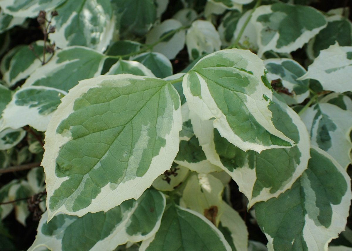 Чубушник венечный - фото 6