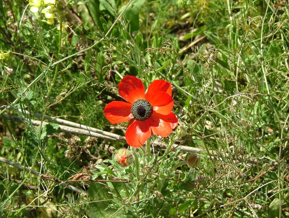 Лютик красный - фото 5