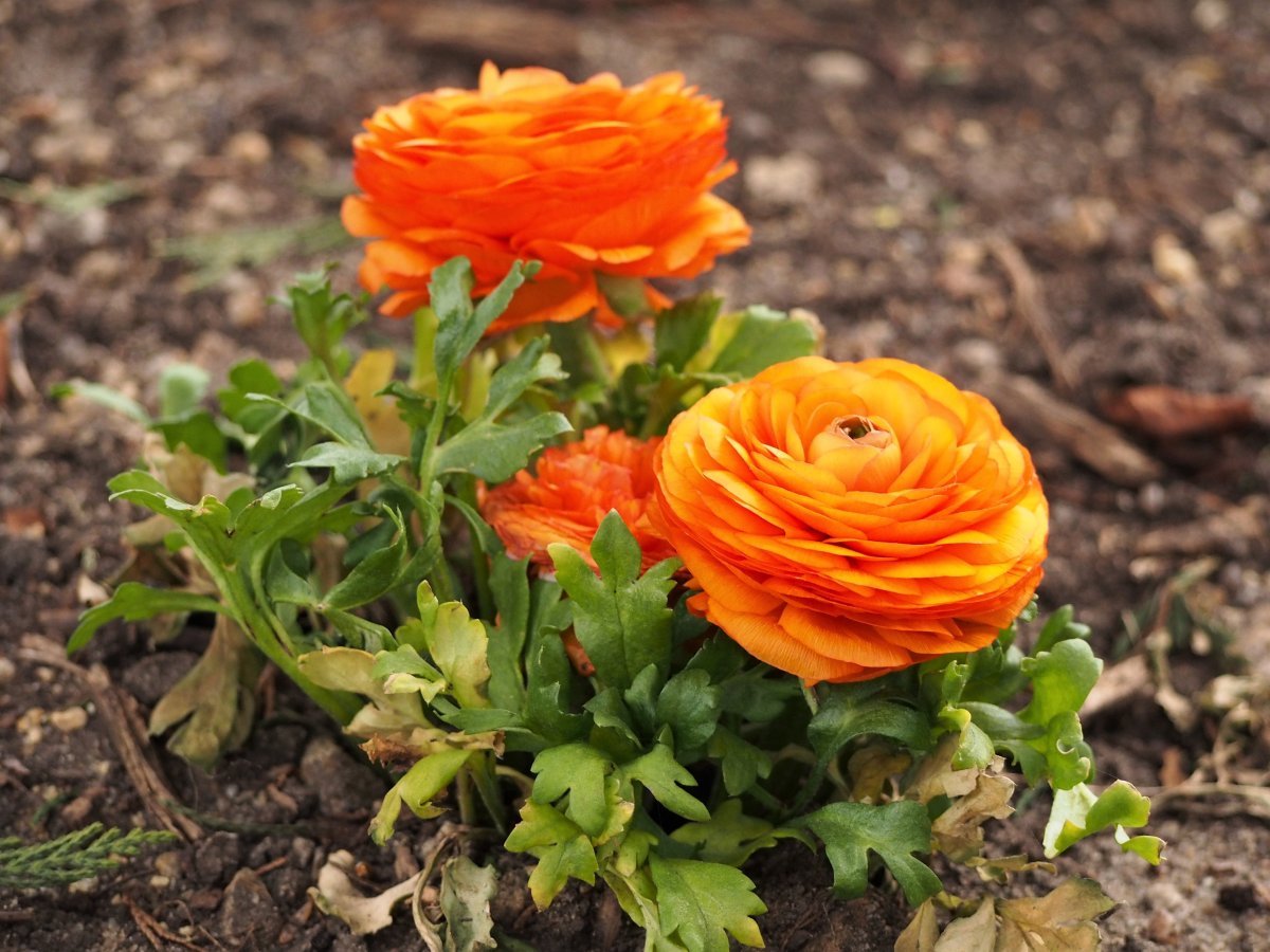 Лютик красный - фото 10